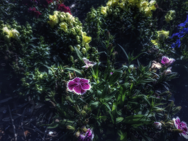 flower garden
