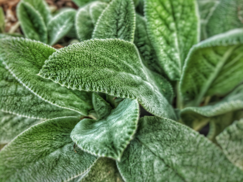 sage
