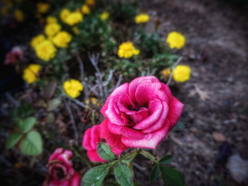a rose